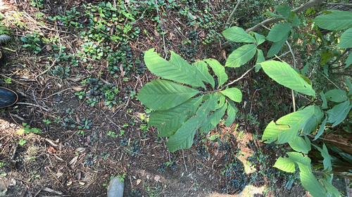 common pawpaw