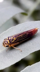 Dilobopterus costalimai