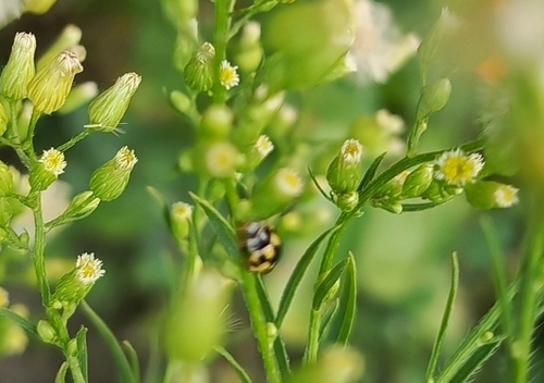 Fourteen-spotted Lady Beetle