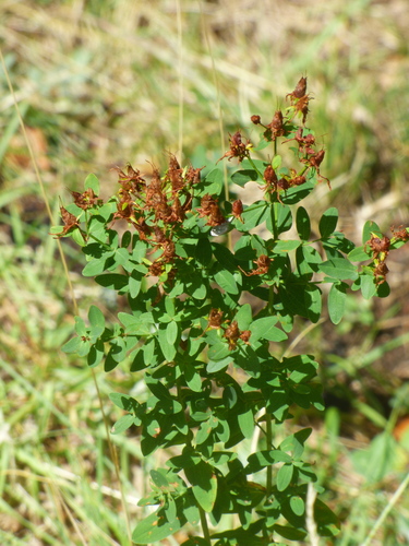 Common St. John's Wort
