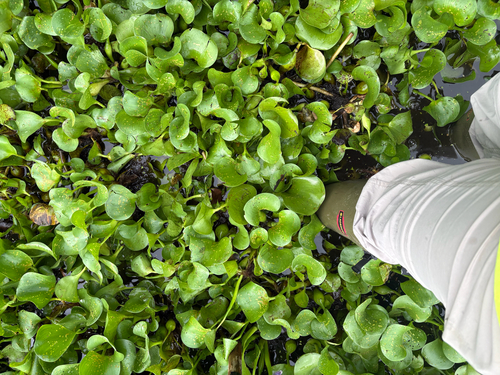 common water hyacinth