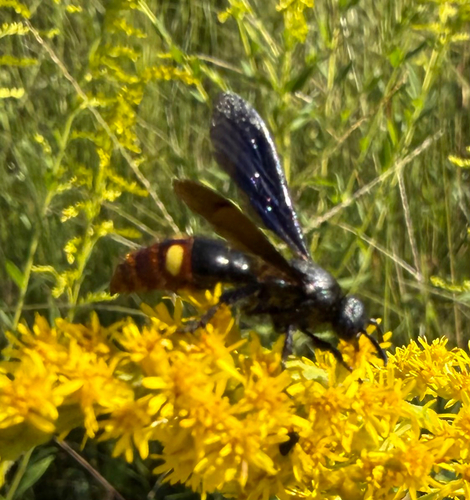 Blue-winged Scoliid Wasp
