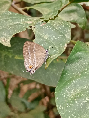 Cupathecla cupentus