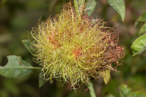 Mossy Rose Gall Wasp