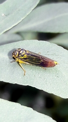 Dilobopterus costalimai