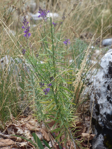 Purple Toadflax