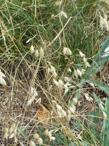 corn brome