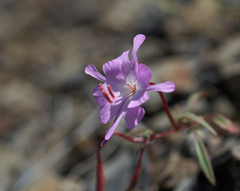 Clarkia breweri
