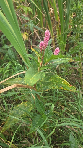 water smartweed