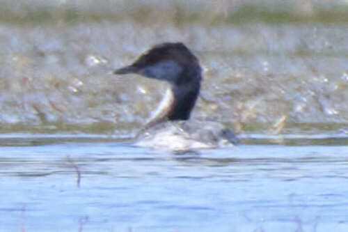 Horned Grebe