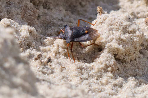 Forest Bug