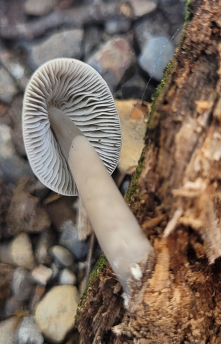 grooved bonnet