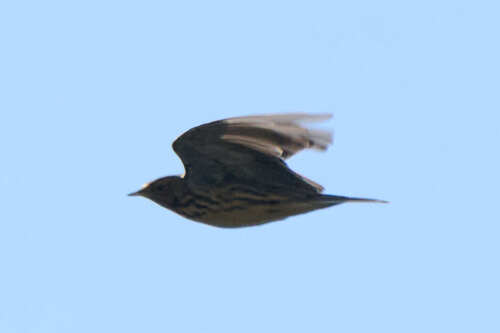 Red-throated Pipit