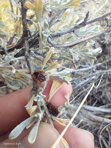 sagebrush medusa gall midge