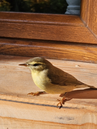Willow Warbler