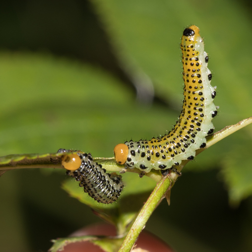 Large Rose Sawfly