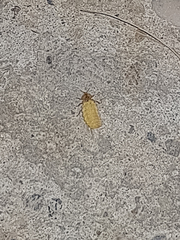 Lamprohiza splendidula