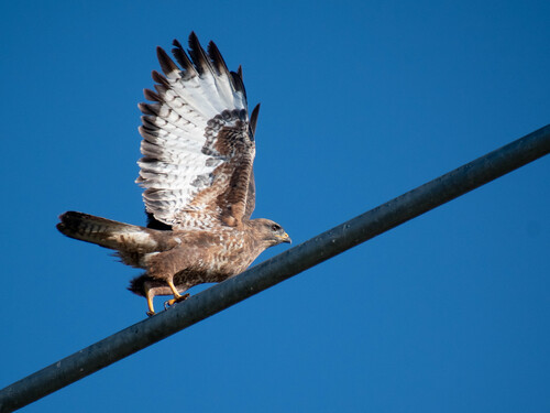 Common Buzzard