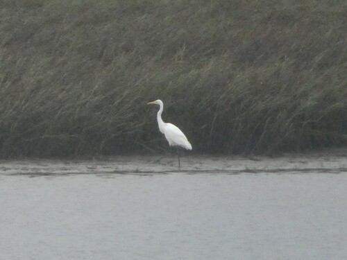 Great Egret