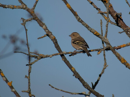 Common Chaffinch