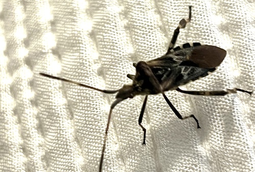 Western Conifer Seed Bug
