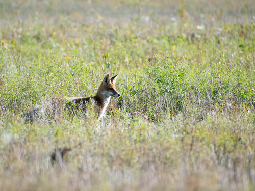 Red Fox