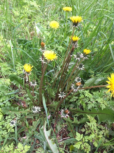 Bokman's dandelion (Taraxacum boekmanii)