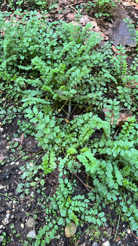 Cardamine impatiens, photograph 2