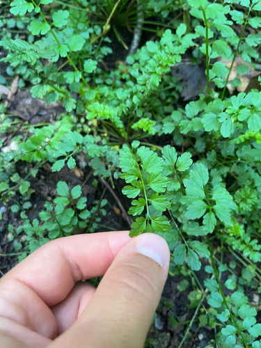 Cardamine impatiens, photograph 3