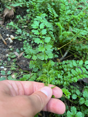 Cardamine impatiens, photograph (c) Nico Carl, some rights reserved (CC BY)