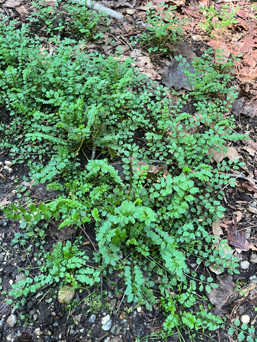Cardamine impatiens, photograph 5