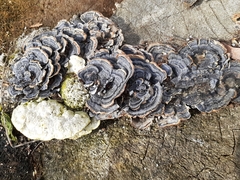 Trametes versicolor image