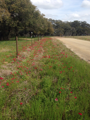 Phlox drummondii drummondii
