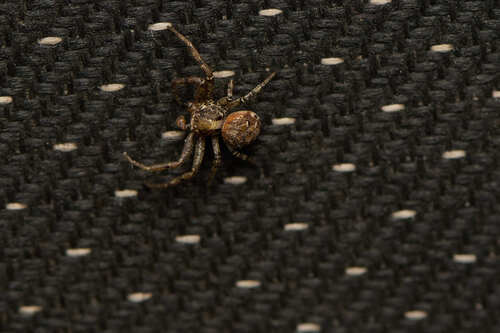 Xysticus audax