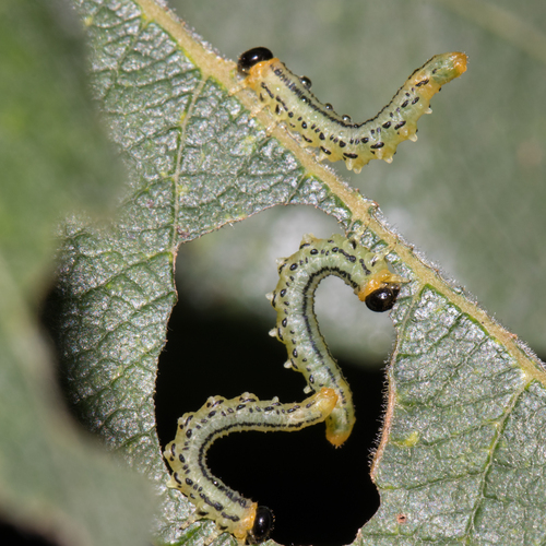Lesser Willow Sawfly