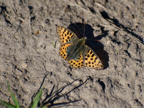 Queen of Spain Fritillary