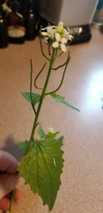 Alliaria petiolata