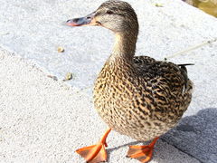 Anas platyrhynchos