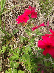 Phlox drummondii drummondii
