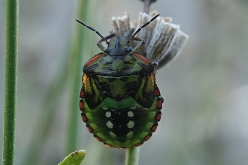 Southern Green Stink Bug