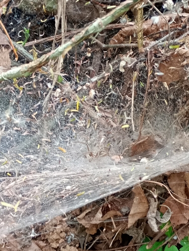 Aglaoctenus lagotis
