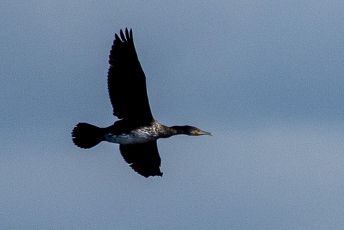Great Cormorant
