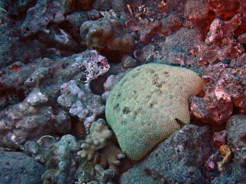 Culcita novaeguineae, 2026-09-10