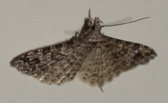 Alucita montana