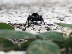 Phidippus audax
