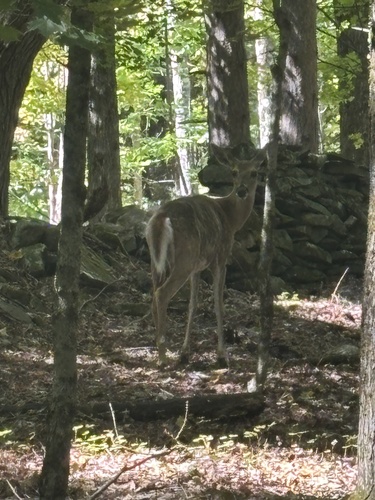White-tailed Deer
