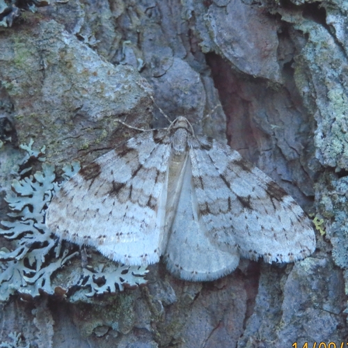 Autumnal Moth