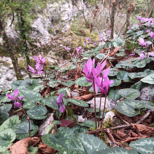 European Cyclamen