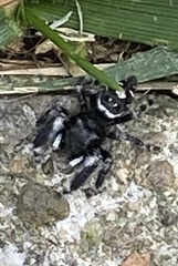 Phidippus audax