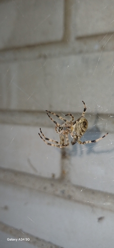 Cross Orbweaver